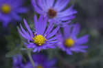 New England aster